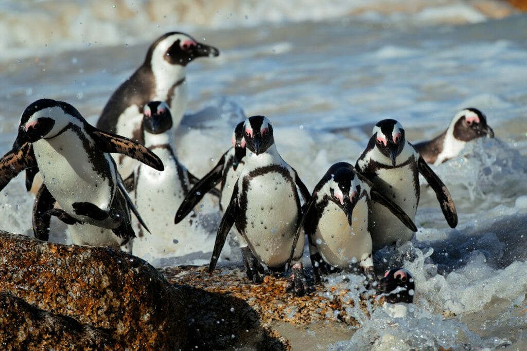 African penguins (Spheniscus demersus) in shallow water, Western Cape, South Africa
