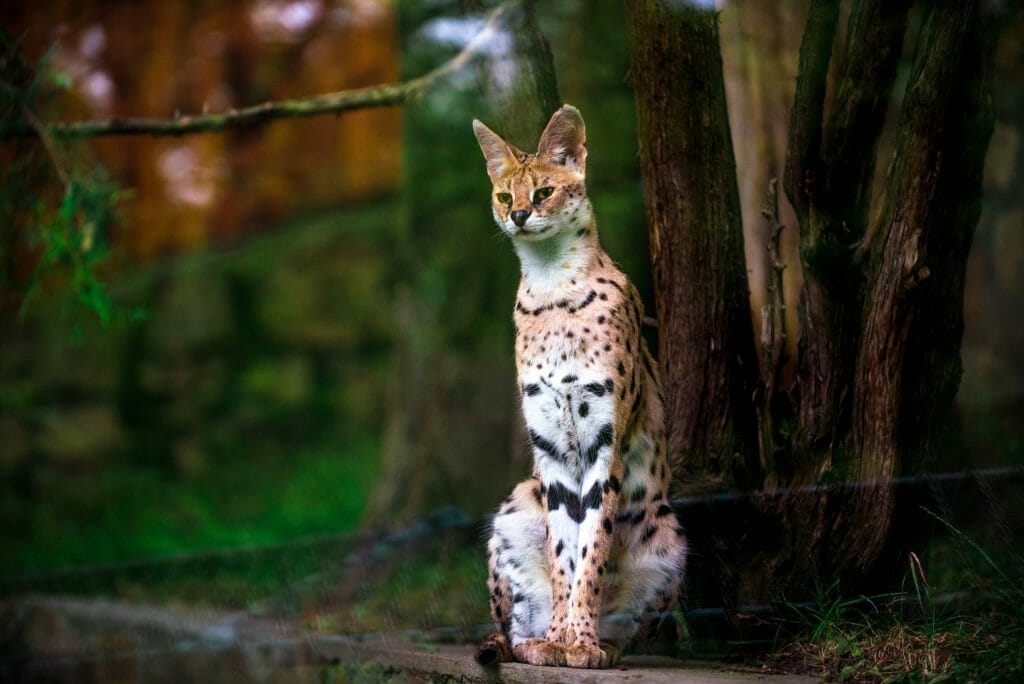 Serval cat properly standing at the base of a tree in the forest