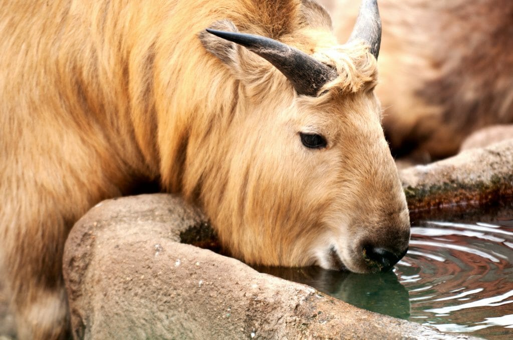 A huge animal with the snoot of a moose and the horns of a sheep is drinking water from his water trough