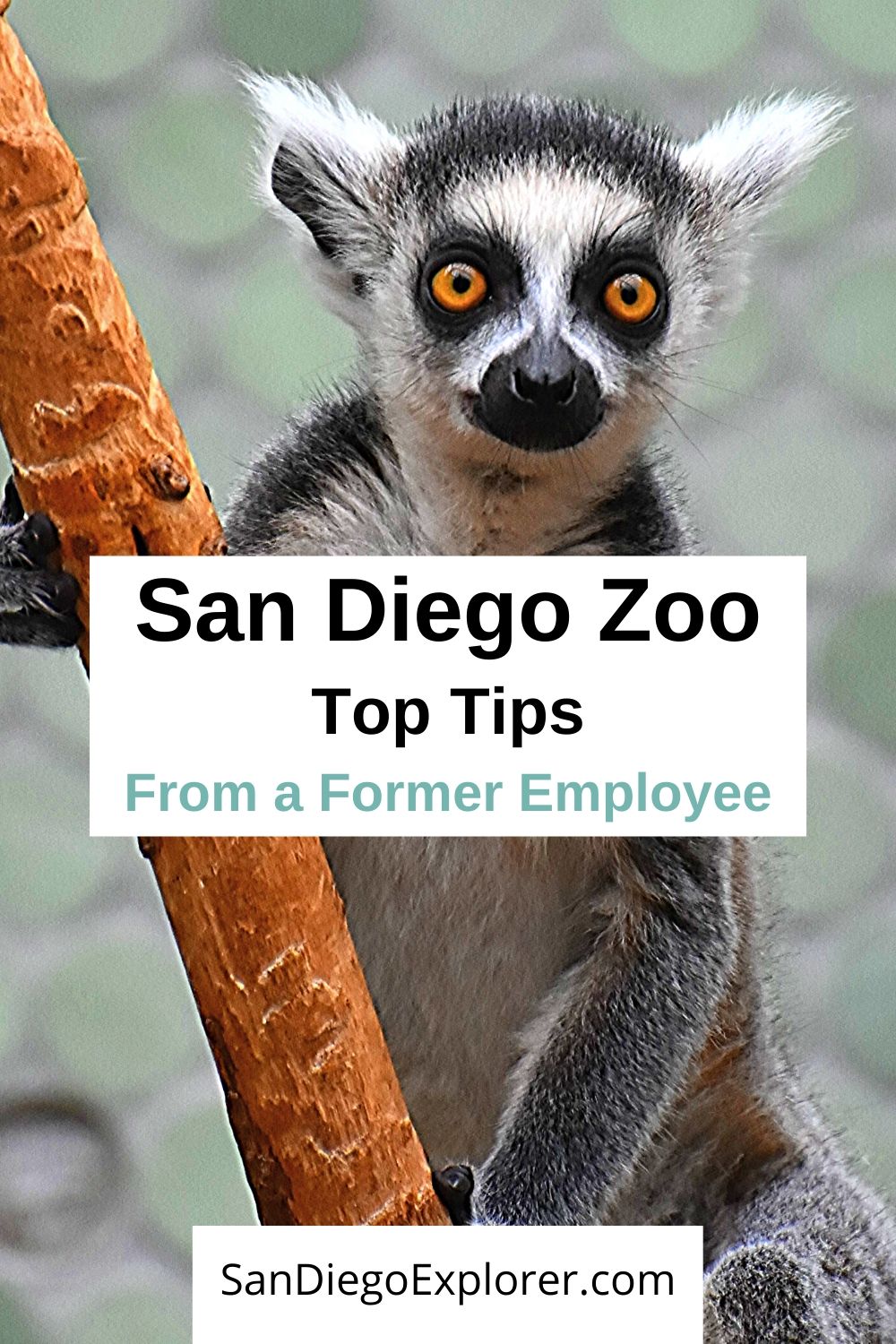 Top San Diego Zoo Tips From A Former Zoo Employee San