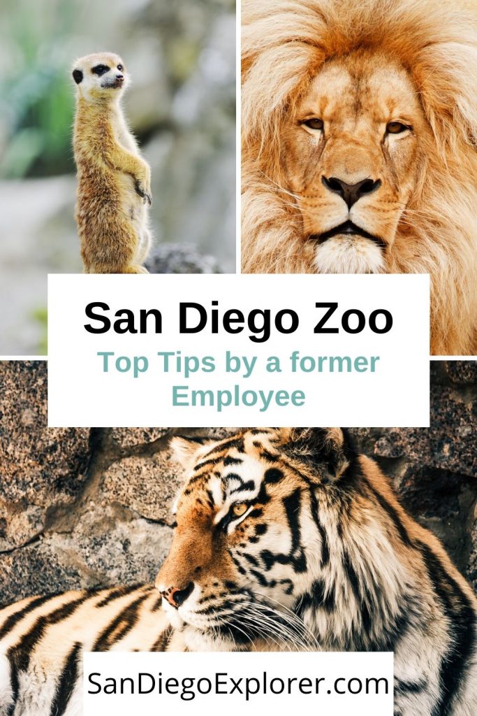 San Diego Zoo Tips by a former Zoo employee. MUST READ before visiting San Diego. If you're going to the zoo, then these are the essential San Diego Zoo tips you need to know before going. Plan your visit to the San Diego Zoo, see some San Diego Zoo pictures, tips to get cheap San Diego zoo tickets #sandiegoitinerary #traveltips #travel #sandiegotrip #visitsandiego #sandiegotravel #socallifestyle #californiatravel #sandiego #sandiegocalifornia #california #sandiegozoo #sandiegoexplorer
