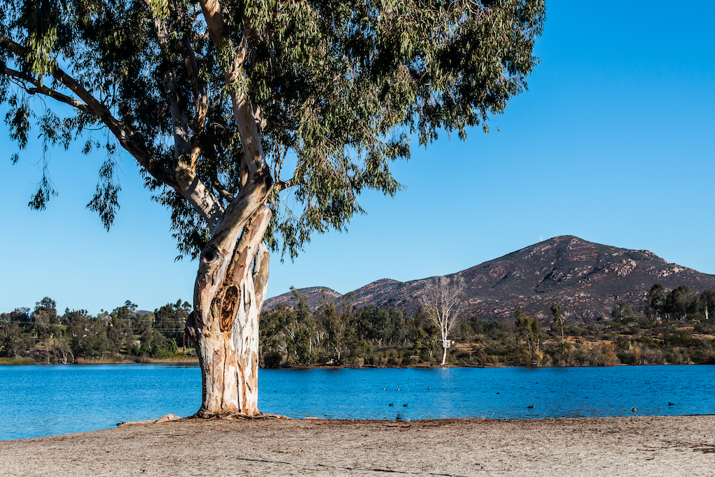 Tree at Lake Murray with Cowles Mountain in the background at Mission Trails Regional Park in San Diego, California.