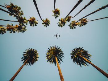 palm trees shot from the ground with an airplane flying between them