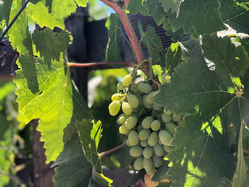 Wine Grapes in Valle de Guadeloupe - Weekend trip from San Diego