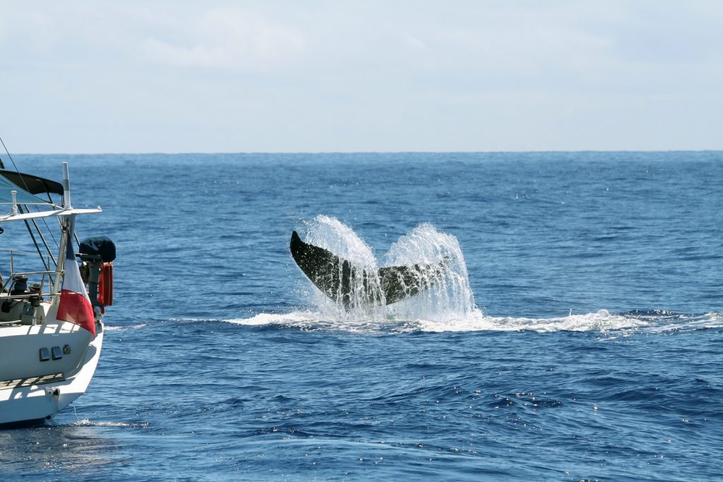 back end of a sailboat next to a tail of a whale in the ocean