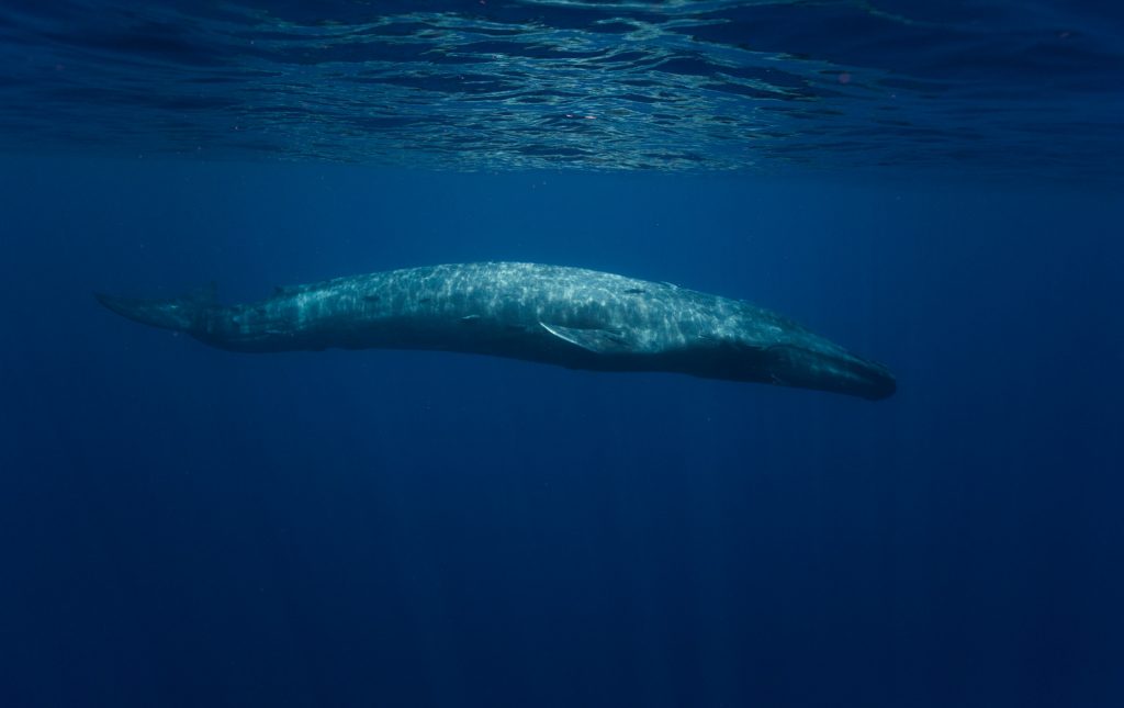 Blue whale photographed underwater