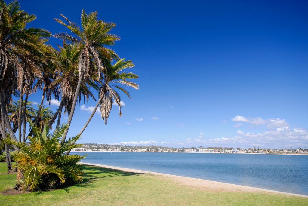 Palms on the beach of Mission Bay, San Diego, California.