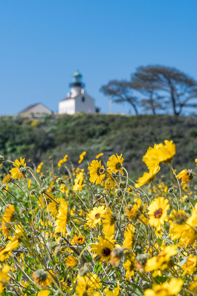 Yellow Daisies near Cabrillo Lighthouse along California coast