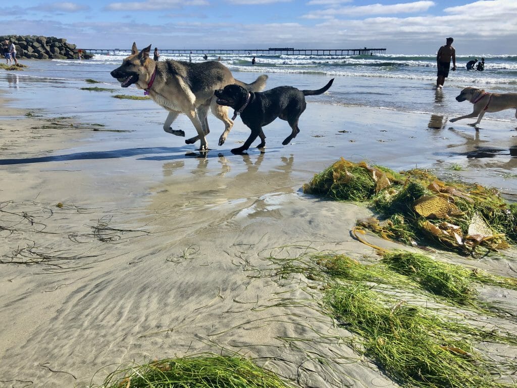 Dogs playing on the dog Beach in San Diego on a sunny day