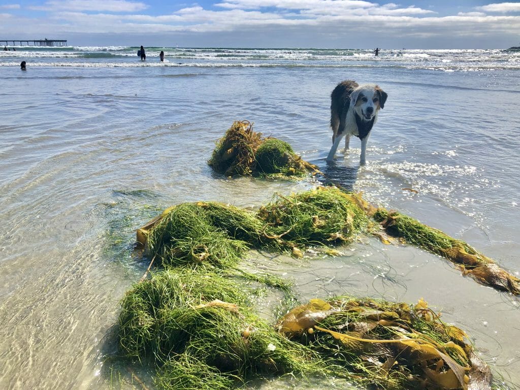 Our dog Robby playing on the dog Beach in San Diego on a sunny day