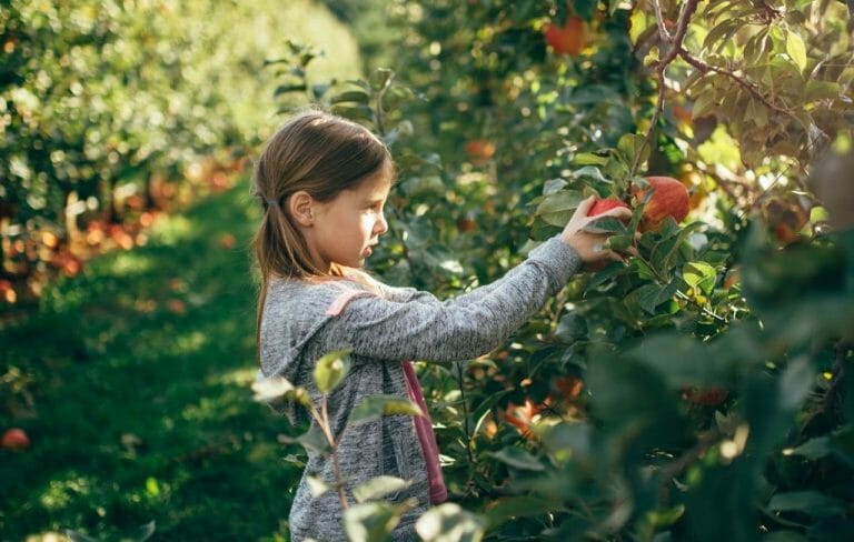 Julian Apple Picking Season 2023: Best Orchards & Tastiest Apple Pies