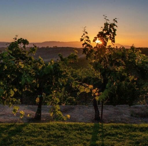 sunset in the vineyard at Callaway Vineyard