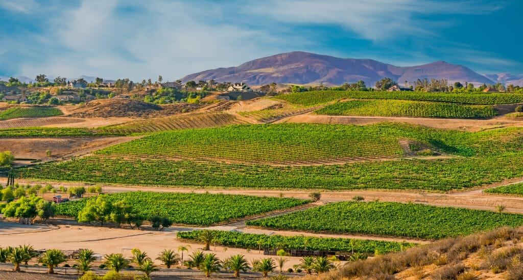 Landscape photo of Temecula vineyards in the foreground with mountains in the background
