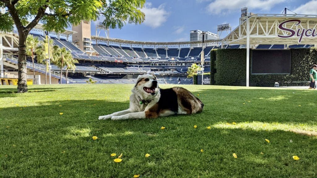 our dog Robby laying on a grassy park area at Petco Park San Diego