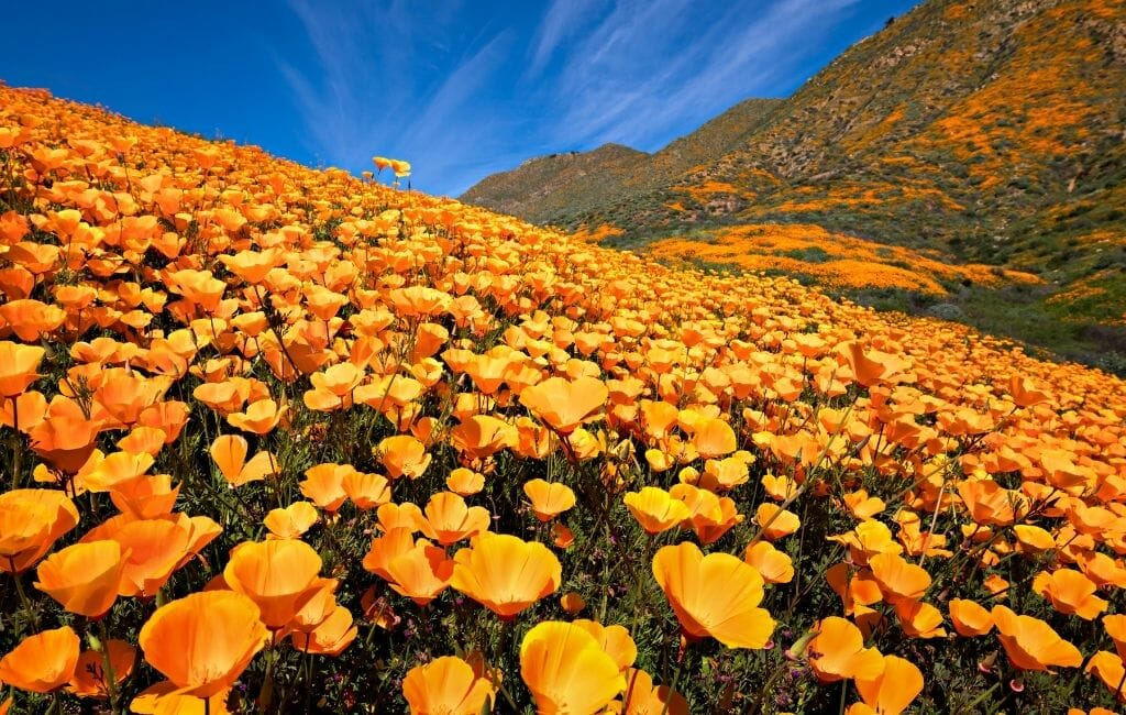 Bright orange carpet of California Poppies at Walker Canyon Lake Elsinore California Superbloom