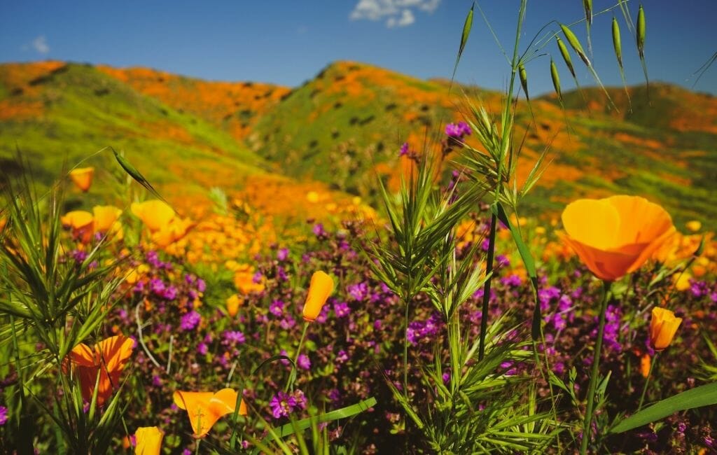 California Super Bloom Flowers