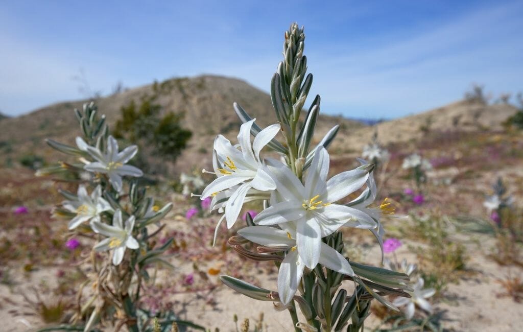 white flower of the desert lily with grey/green leaves in a desert landscape