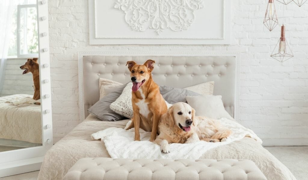 A Golden Retriever and a copper colored mixed dog on a white hotel bed