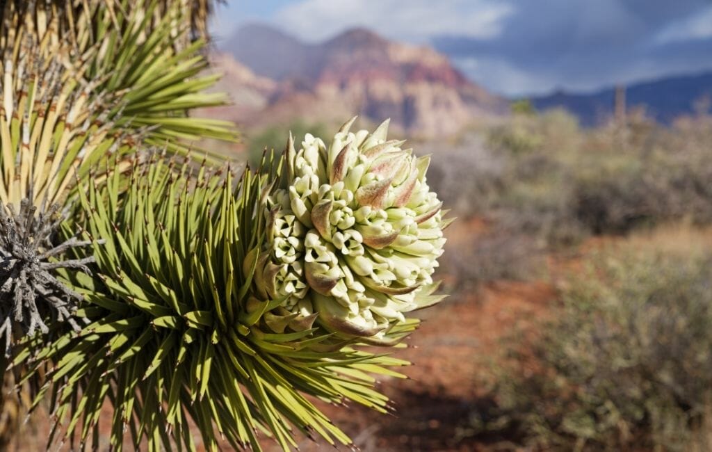 white/green flower of a Joshua tree with desert landscape/red rock formations blurry in the background at Joshua Tree National Park