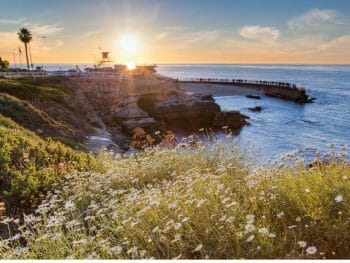 Sunset over the pacific ocean in La Jolla with a bush of flowers with white petals in the foreground and sandstone rock cliffs and palm trees in the background