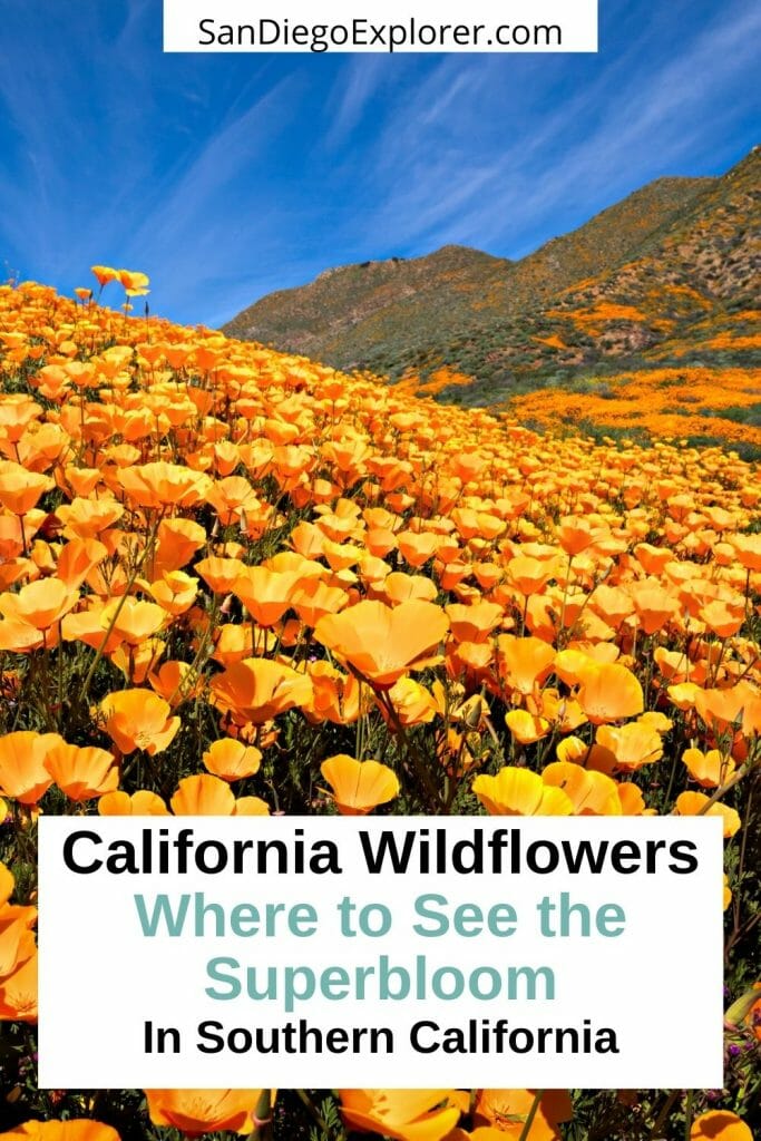 Best places to see the California Superblooms and top tips from a Local to plan your California wildflower trip around Southern California. Where to See Superbloom in California - Southern California Superbloom - Anza Borrego wildflowers - Anza Borrego superbloom - Lake Elsinore Wildflowers - Walker Canyon Wildlowers - California Poppies - California Wildflower Season - Joshua Tree National Park Wildflowers - Antelope Valley Wildflowers - Point Dume State Beach Wildflowers - Laguna Coast