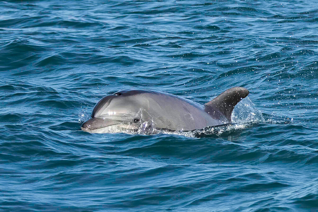 Bottlenose dolphin breaching out of the water during a Dana Point Whale Watching Tour