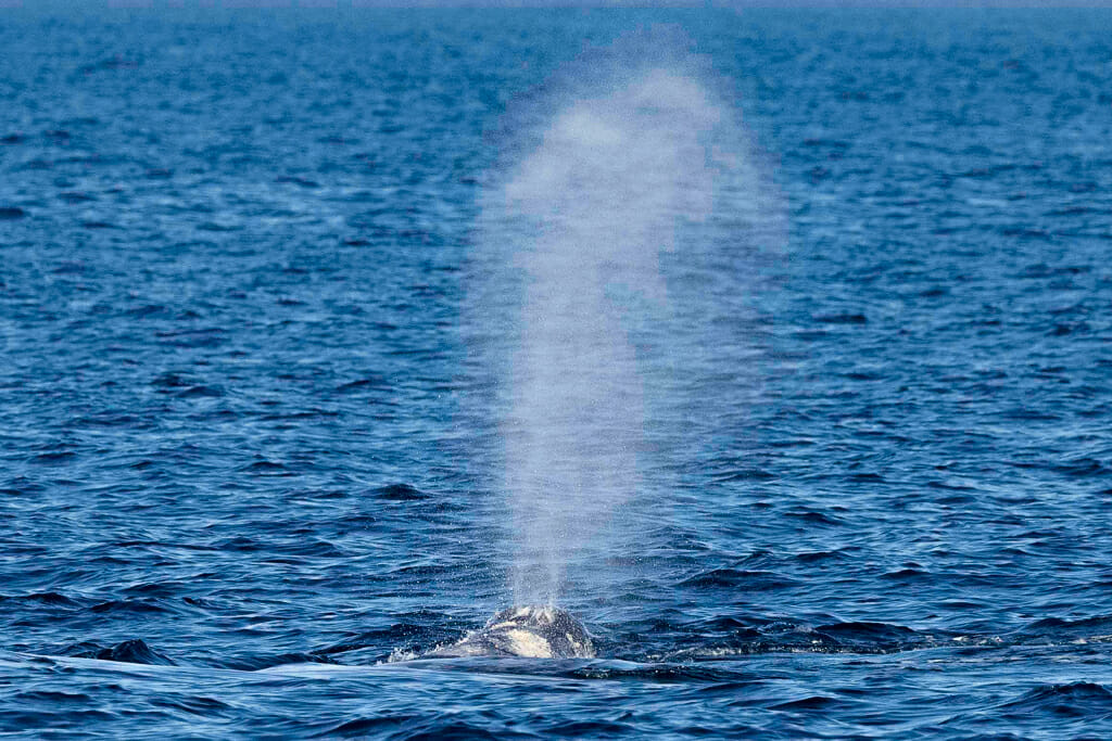 Grey whale blowing mist as he breaches the surface