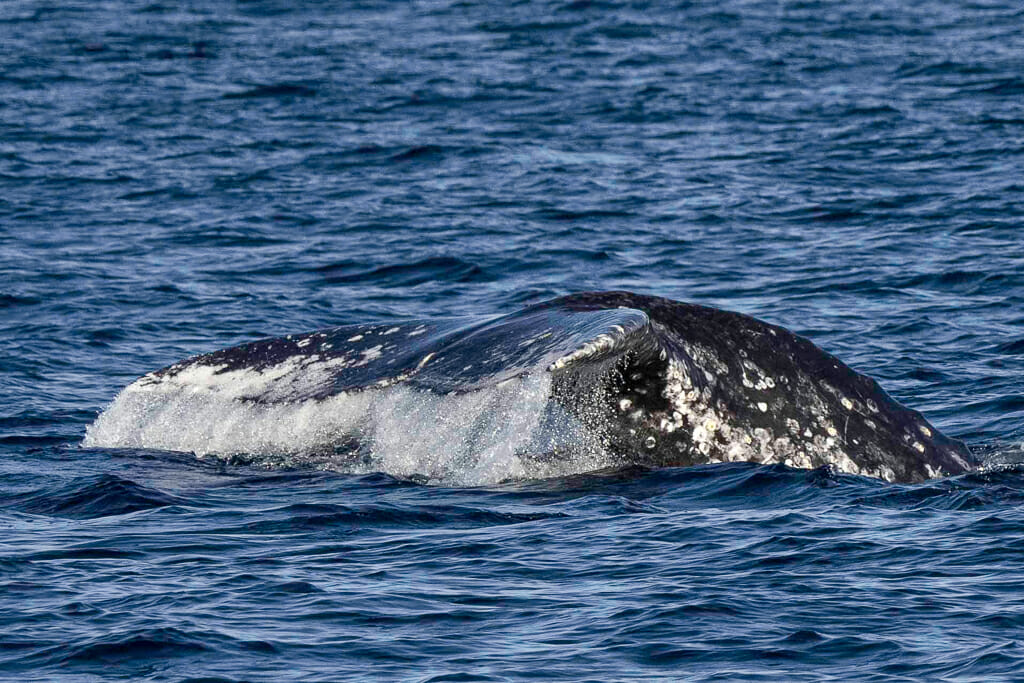 Grey whale fluke with water gushing off the fin like a waterfall