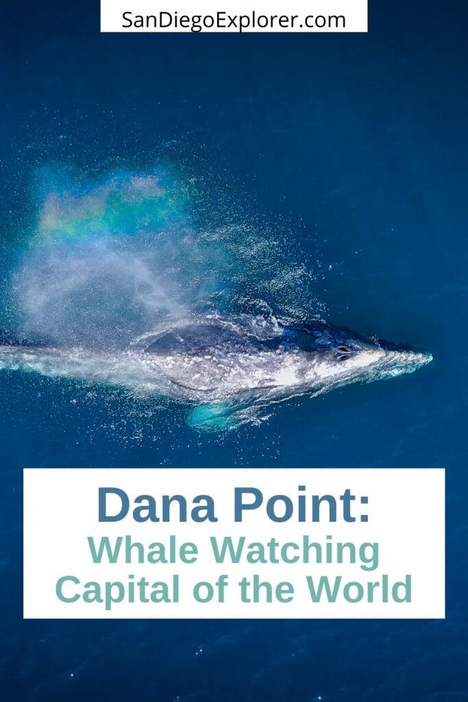Whale watching in California - Southern California Whale Watching - Dana Point Whale Watching - Dana Point Harbor - Things to do in Dana Point - Dana Wharf Whale Watching - Whale Migration West Coast - Grey Whale Migration - San Diego Whale Watching - Day trips from San Diego