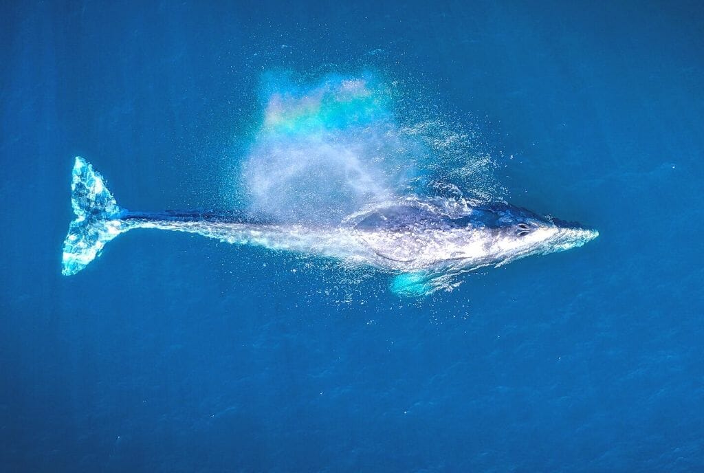 Aerial photo of whale swimming left to right, blowing and creating a small rainbow over the blow