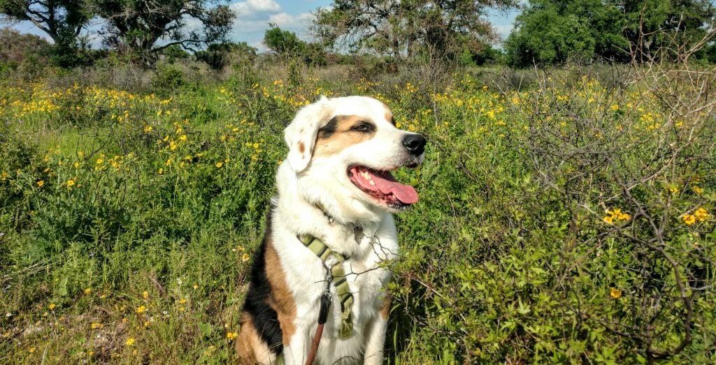 large black white and brown dog sitting in front of shrub with yellow flowers