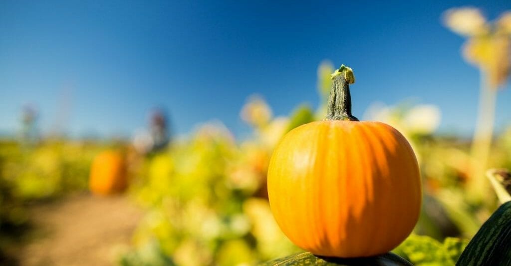 orange pumpkin on a tree stump in the foreground, pumpkin field out of focus in the background, blue sky above