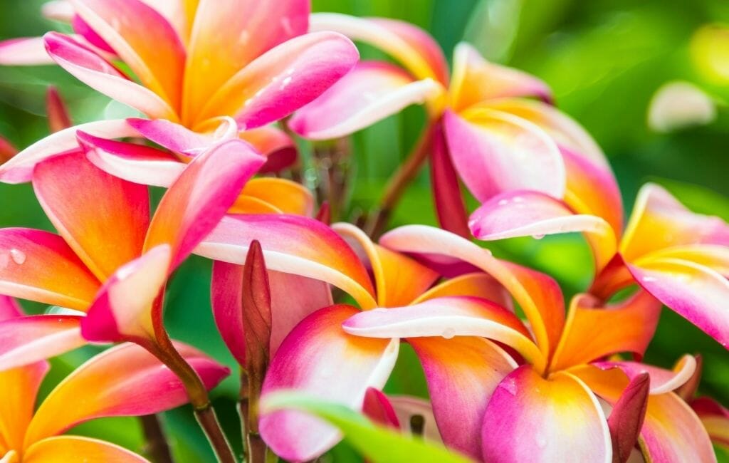 bunch of Pink and Orange Plumeria blossoms