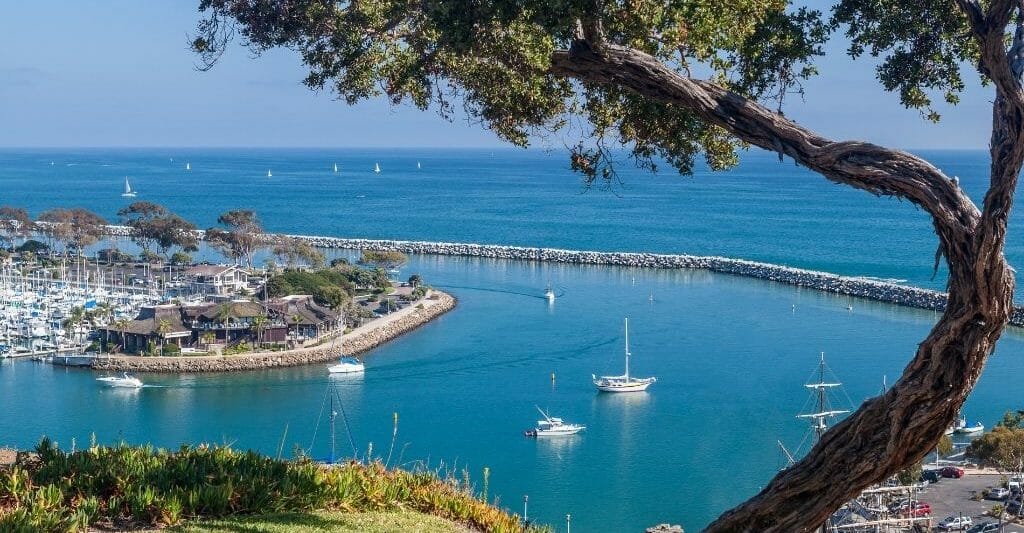Dana Point Harbor View from a hill above, and a curved Olive tree on the right