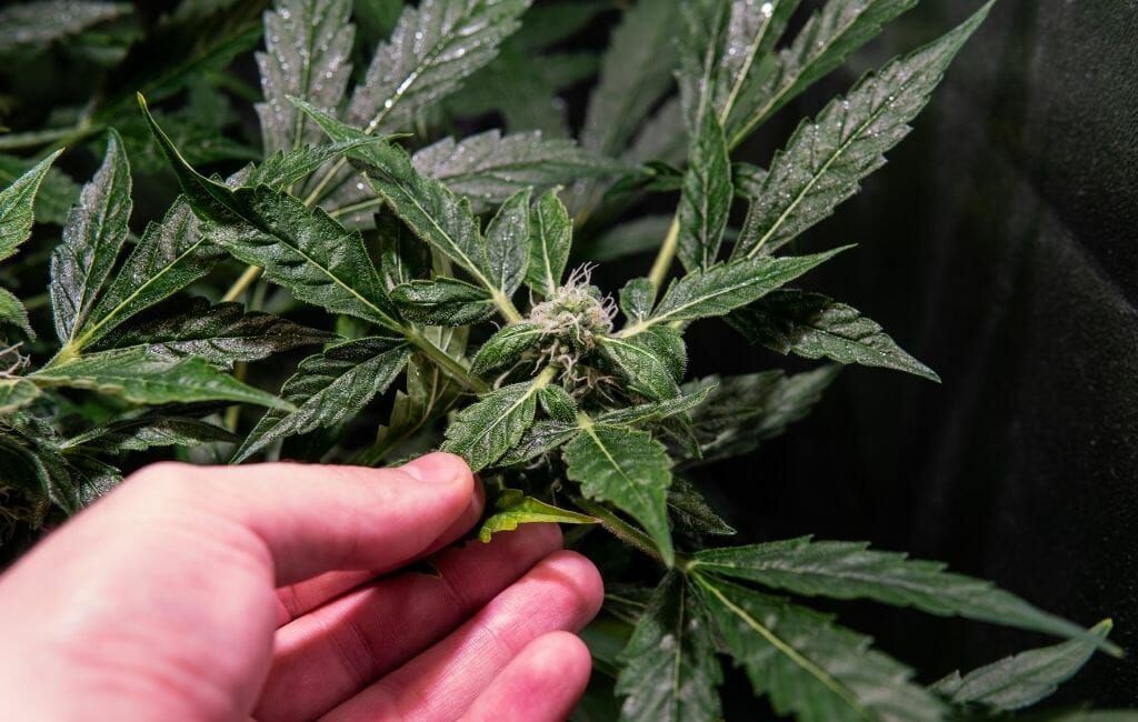 Closeup of male hand reaching for a Marihuana bud with weed plants in the background