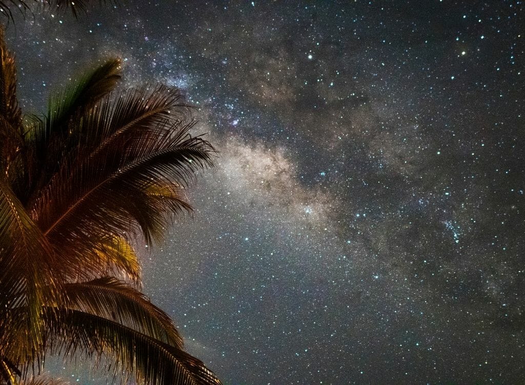 photo of milky way with palm tree on the left side