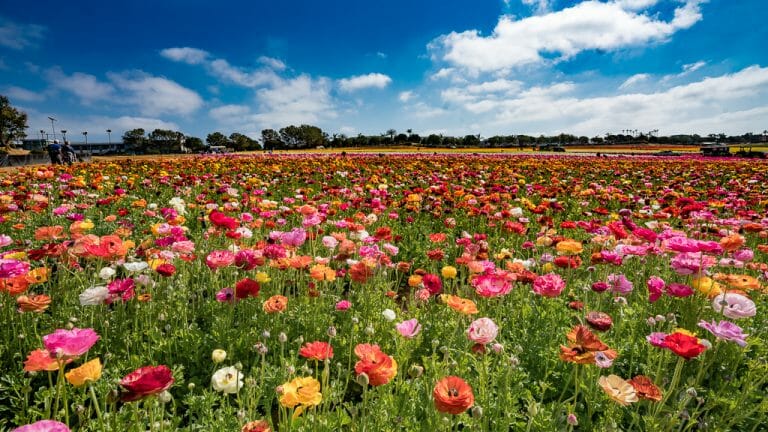 Carlsbad Flower Fields: 2024 Guide & Top Tips