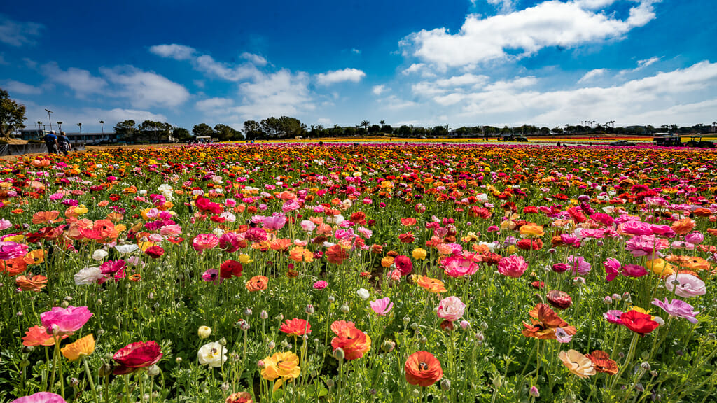 colorful flower field with deep blue sky and white clouds at the Flower Fields in Carlsbad