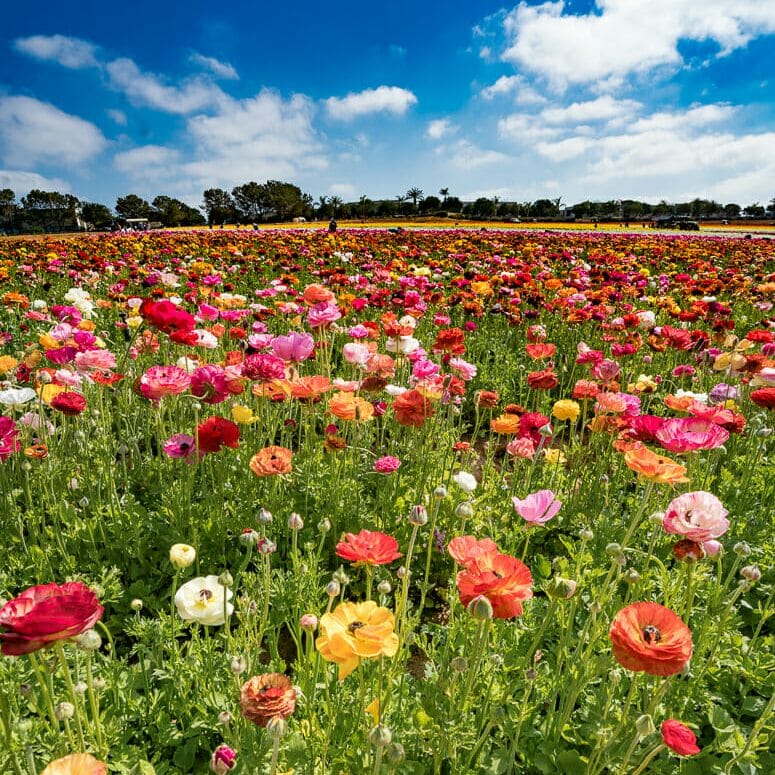colorful flower field with deep blue sky and white clouds at the Flower Fields in Carlsbad