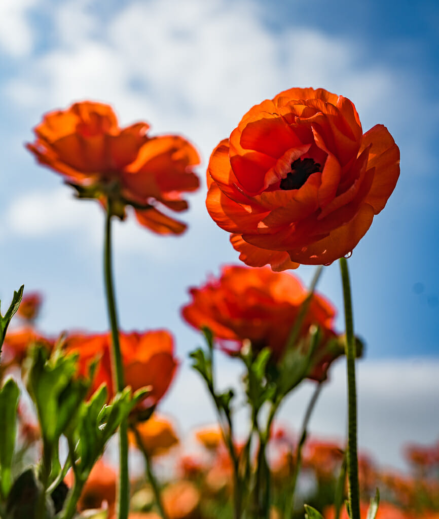 orange flowers from the frog perspective with blue sky above