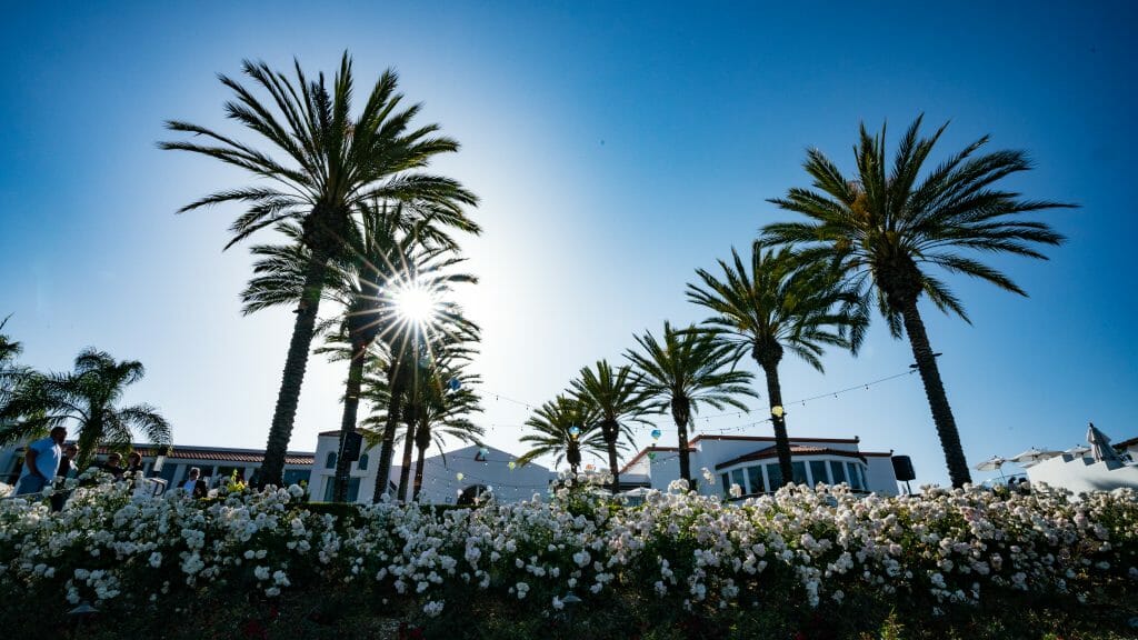 row of white roses with palm trees behind on a sunny afternoon, sun starburst through palm leaves