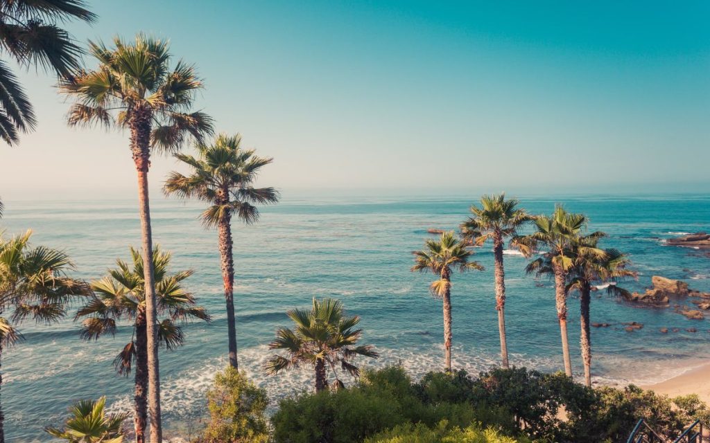 palm trees along coastline with pacific ocean in the background