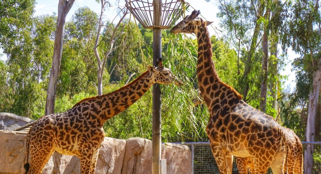 Giraffes eating at San Diego Zoo. Things to do in Hillcrest San Diego.