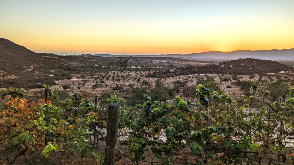 sunset over Valle de Guadalupe with vineyard in the foreground