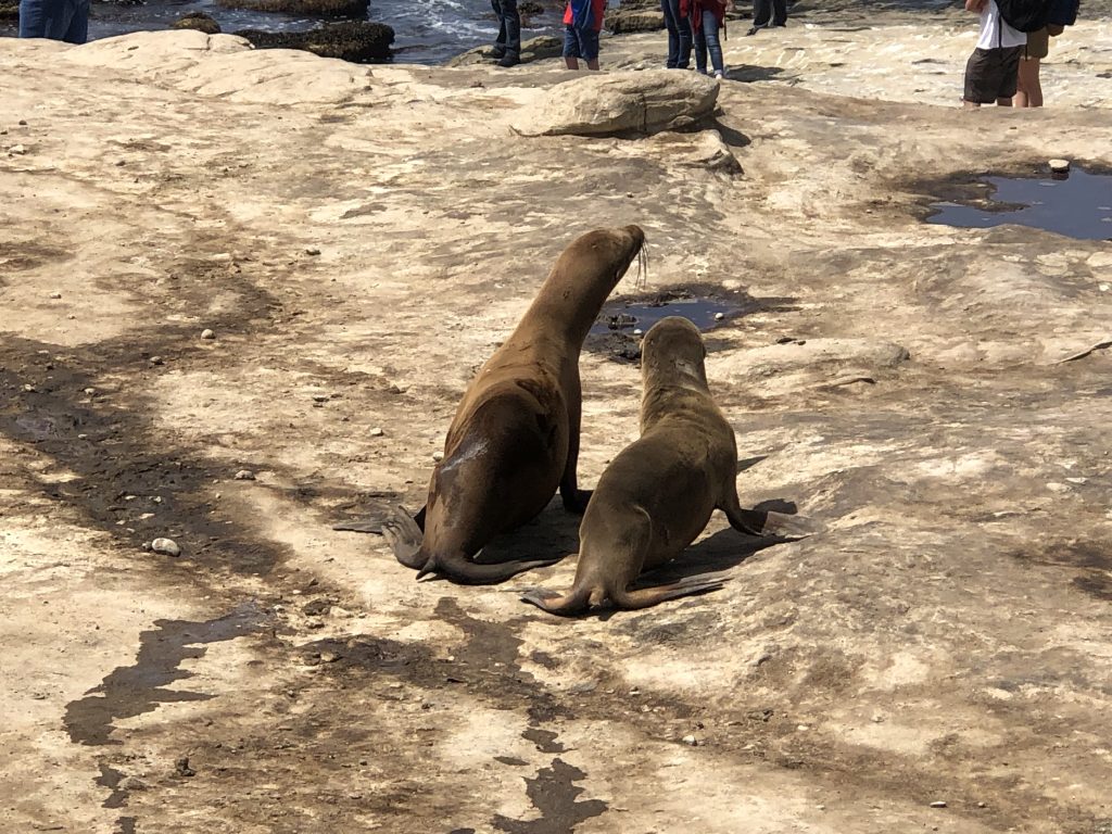 See the La Jolla Sea Lions and Seals in San Diego