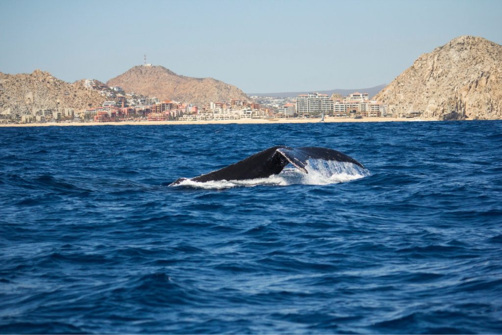 Whale fin breaching in front of Los Cabos
