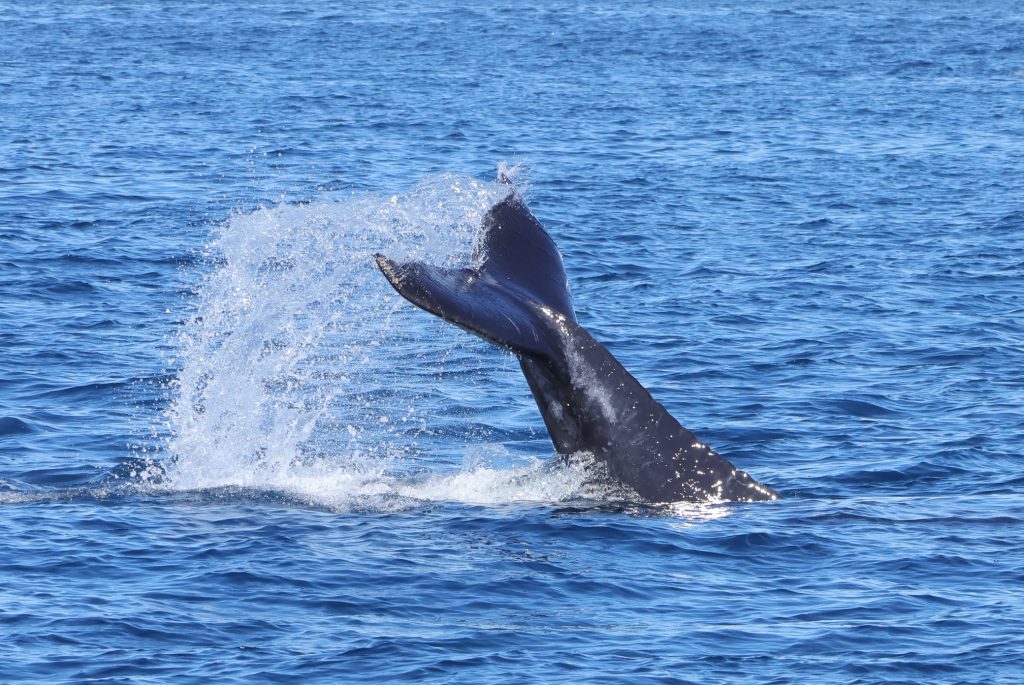Whale fin breaching on Sailing cruise in Cabo San Lucas