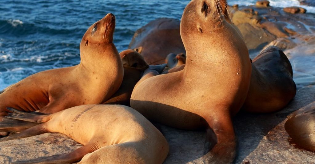 group of sea lions sunning on a rock in La Jolla