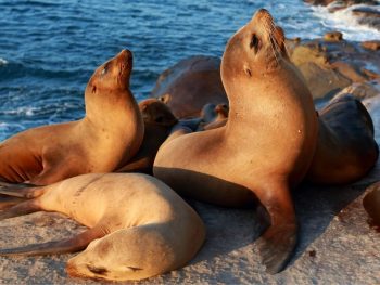 group of sea lions sunning on a rock in La Jolla