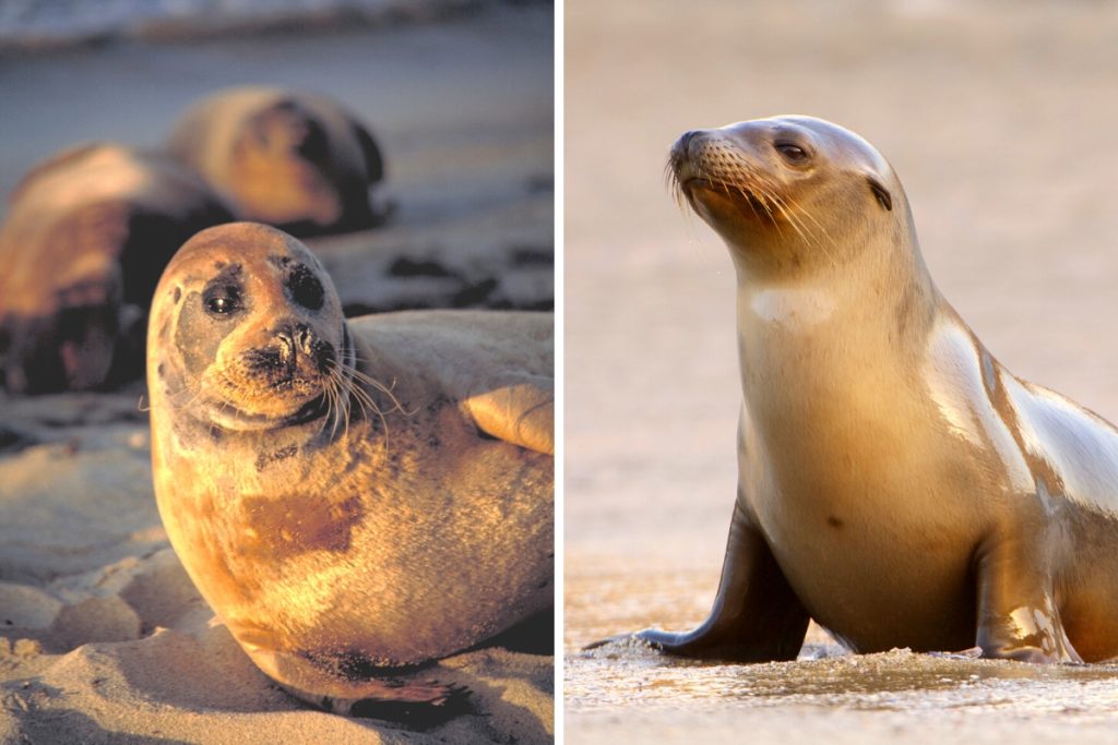 split photo with a photo of a seal on the left and a sea lion on the right